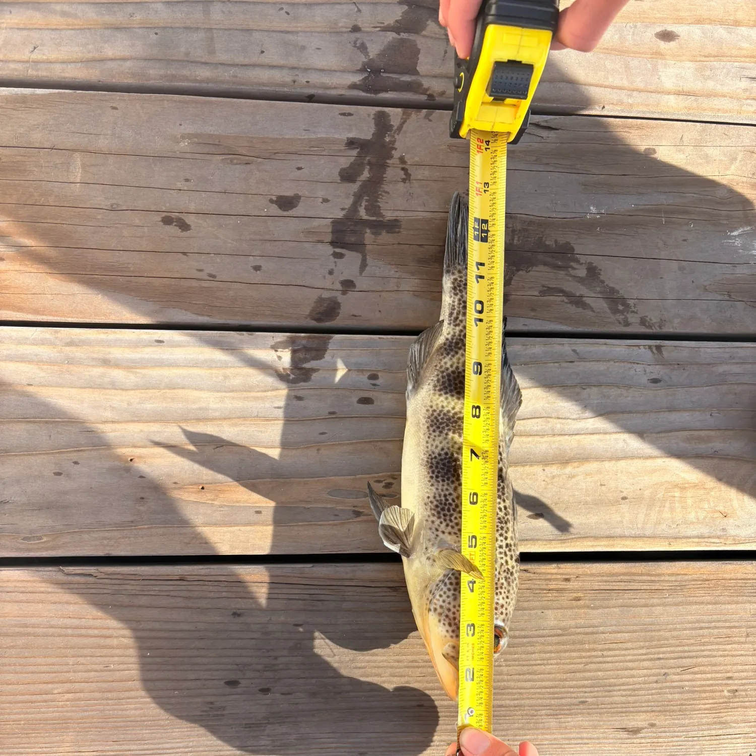 recently logged catches