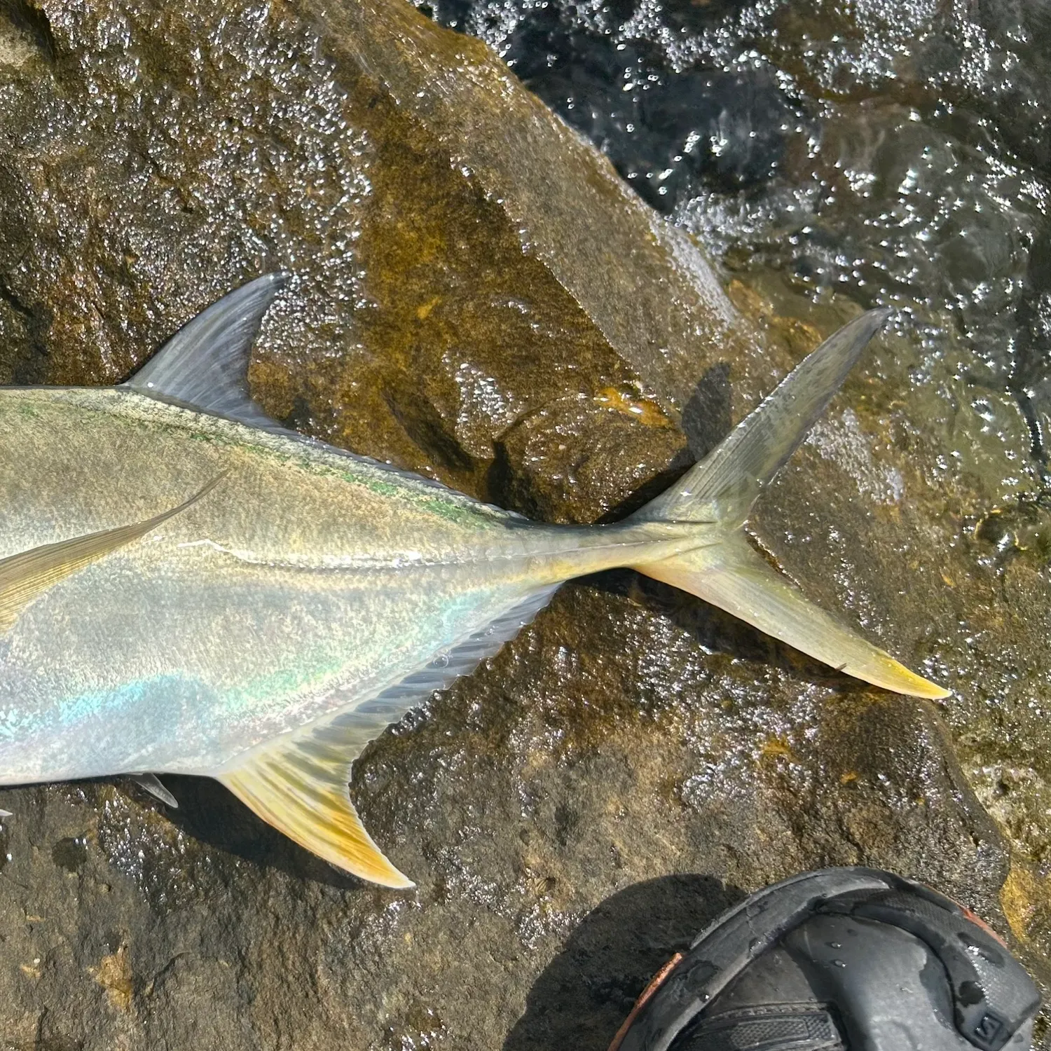 Crevalle jack caught on Fishbrain