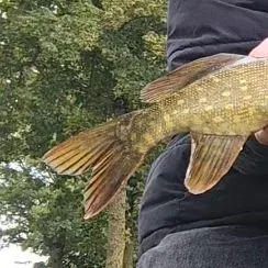Northern pike caught on Fishbrain