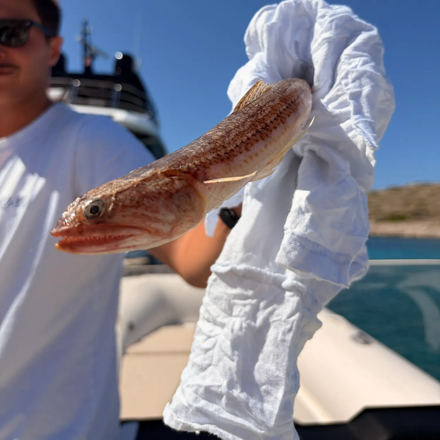 Greater weever caught on Fishbrain