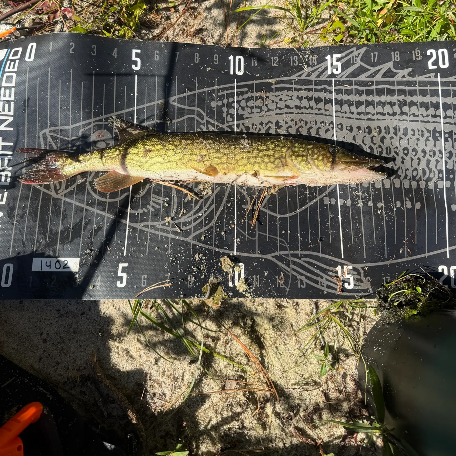 Chain pickerel caught on Fishbrain