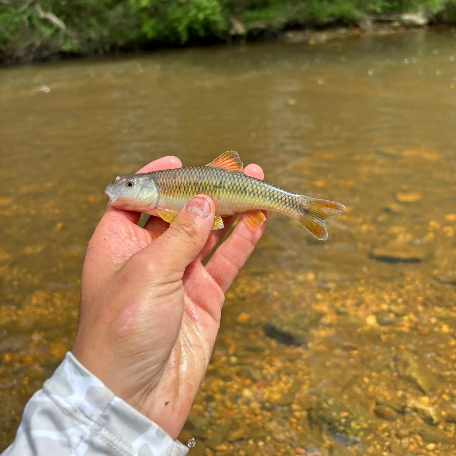 The most recent Bluehead chub catches on Fishbrain