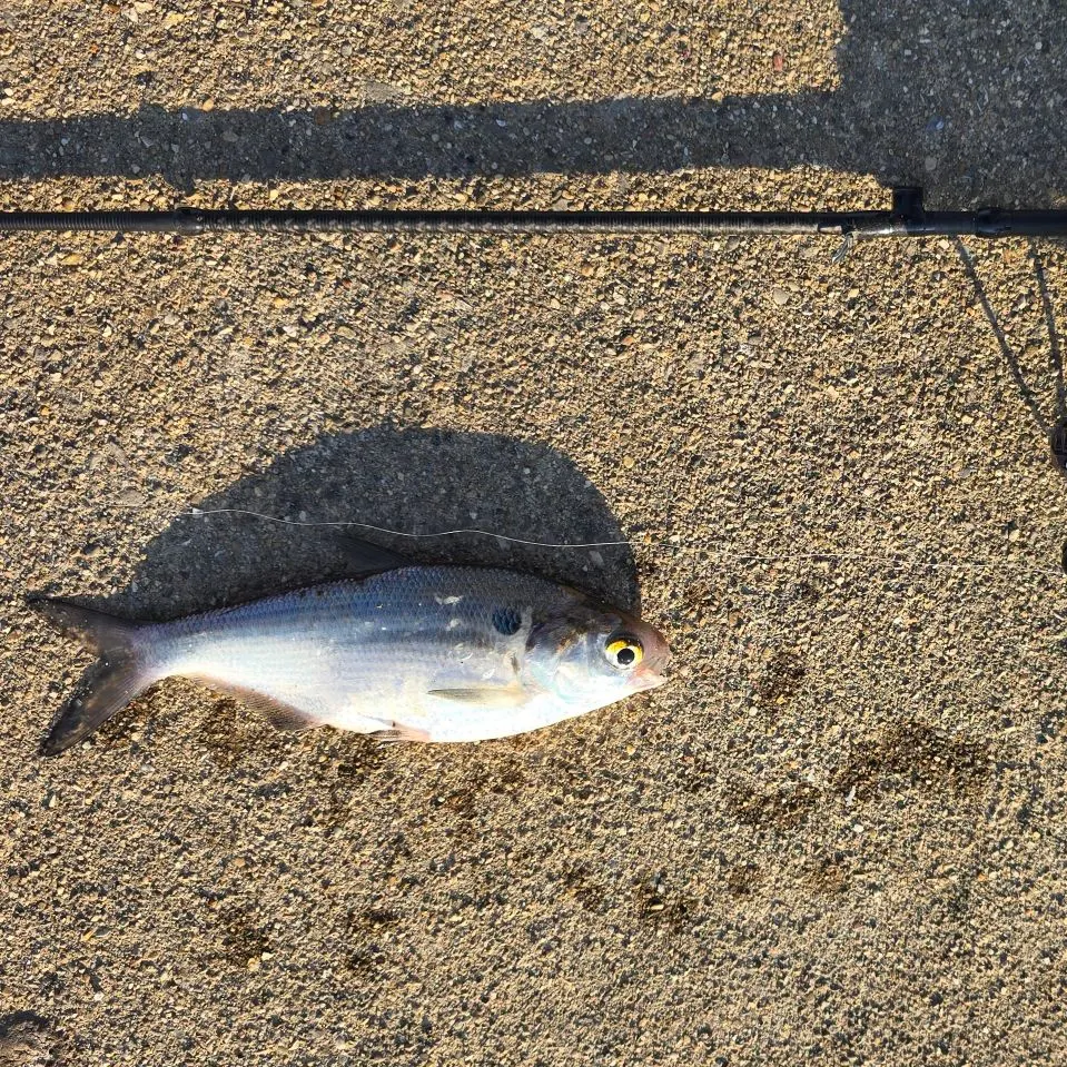American gizzard shad caught on Fishbrain