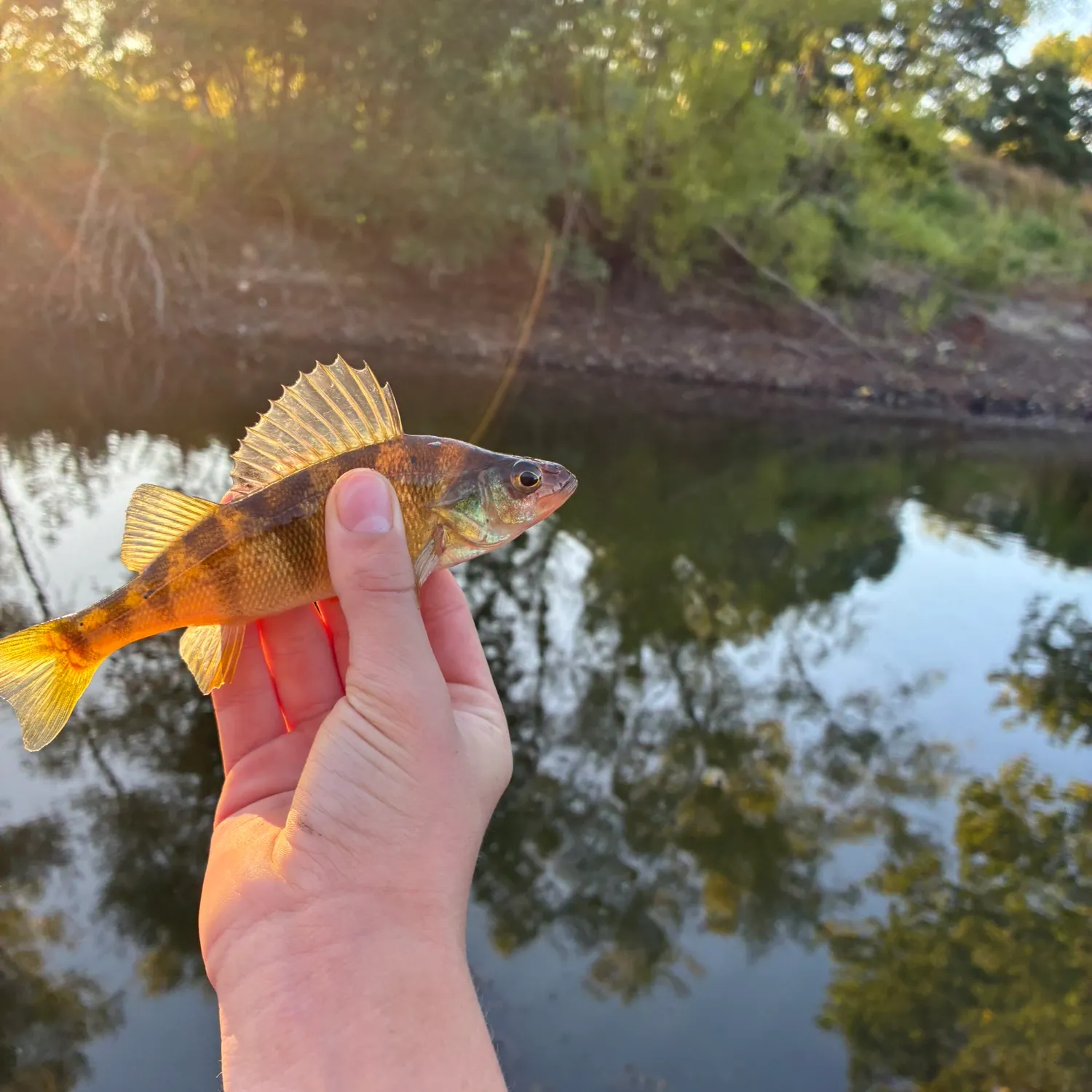 Yellow perch caught on Fishbrain
