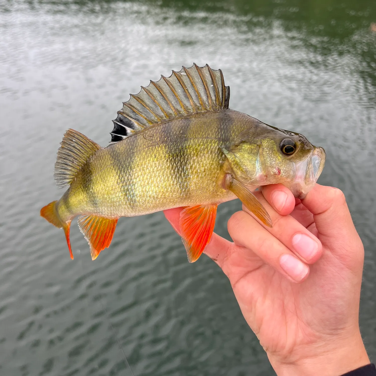 European perch caught on Fishbrain