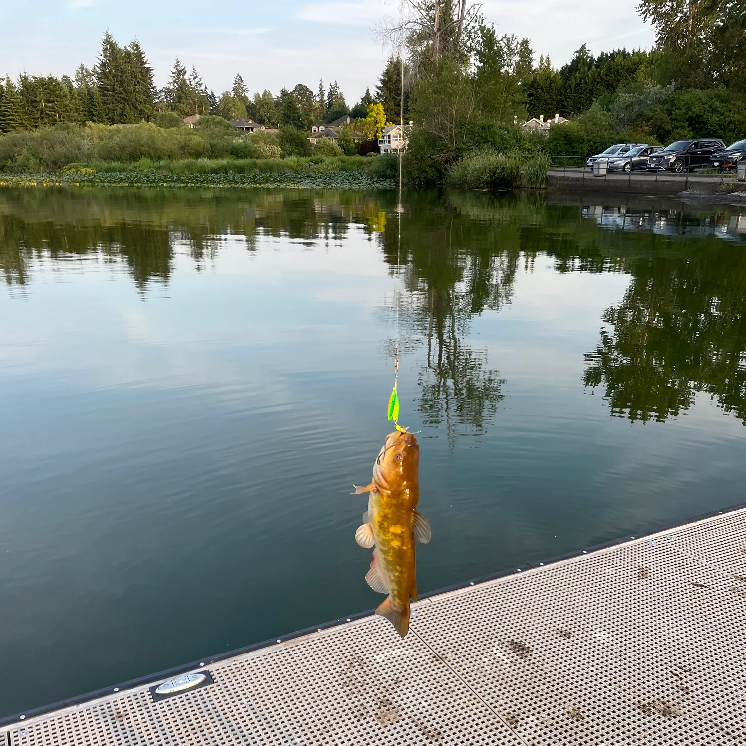 recently logged catches