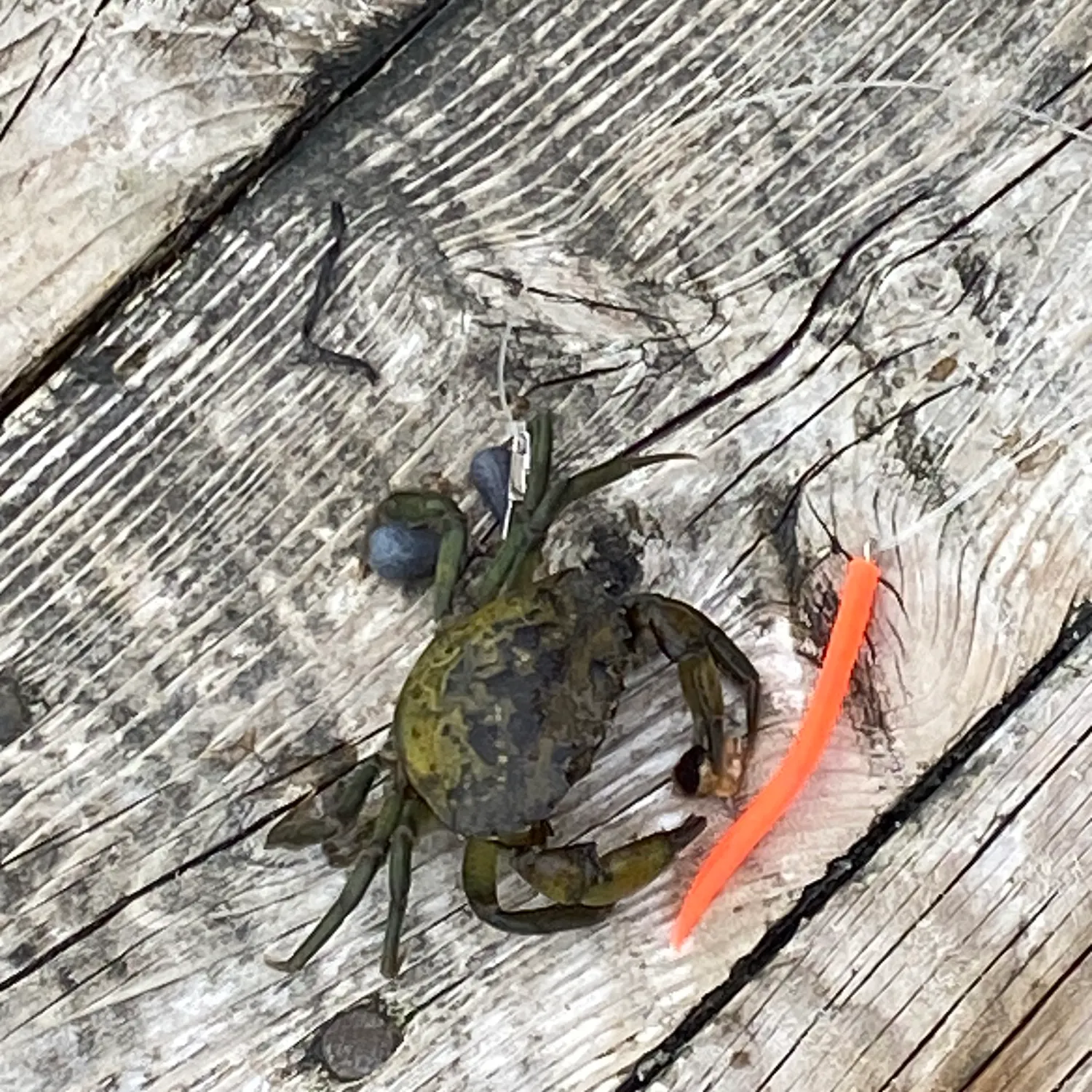 Green crab caught on Fishbrain
