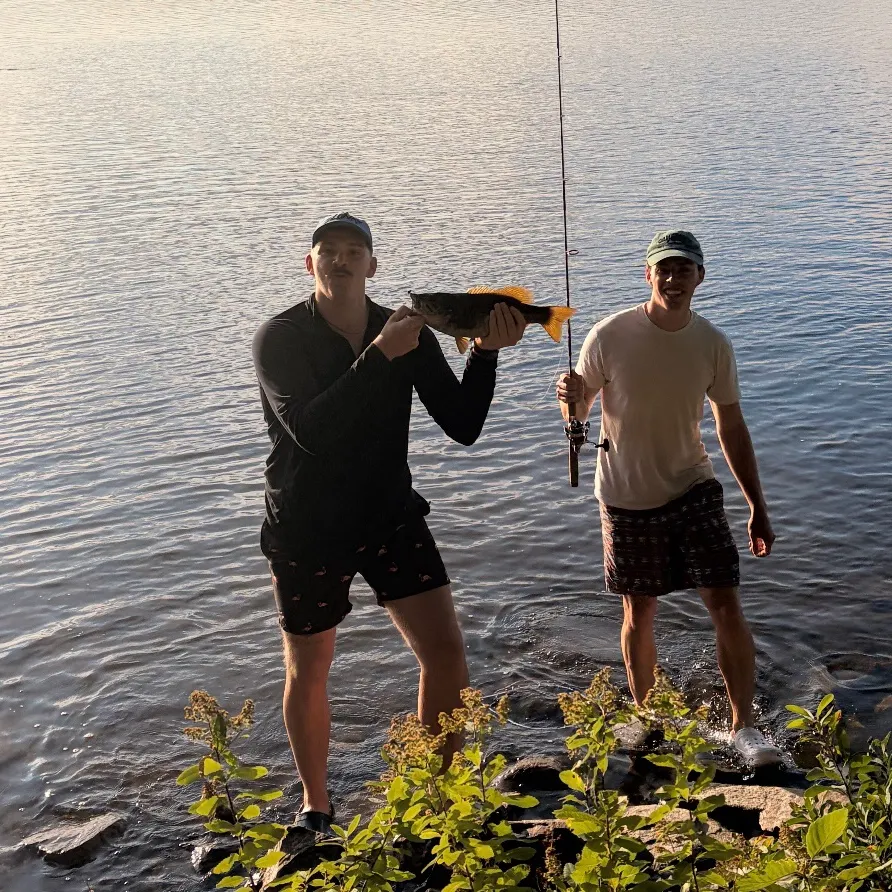 Smallmouth bass caught on Fishbrain