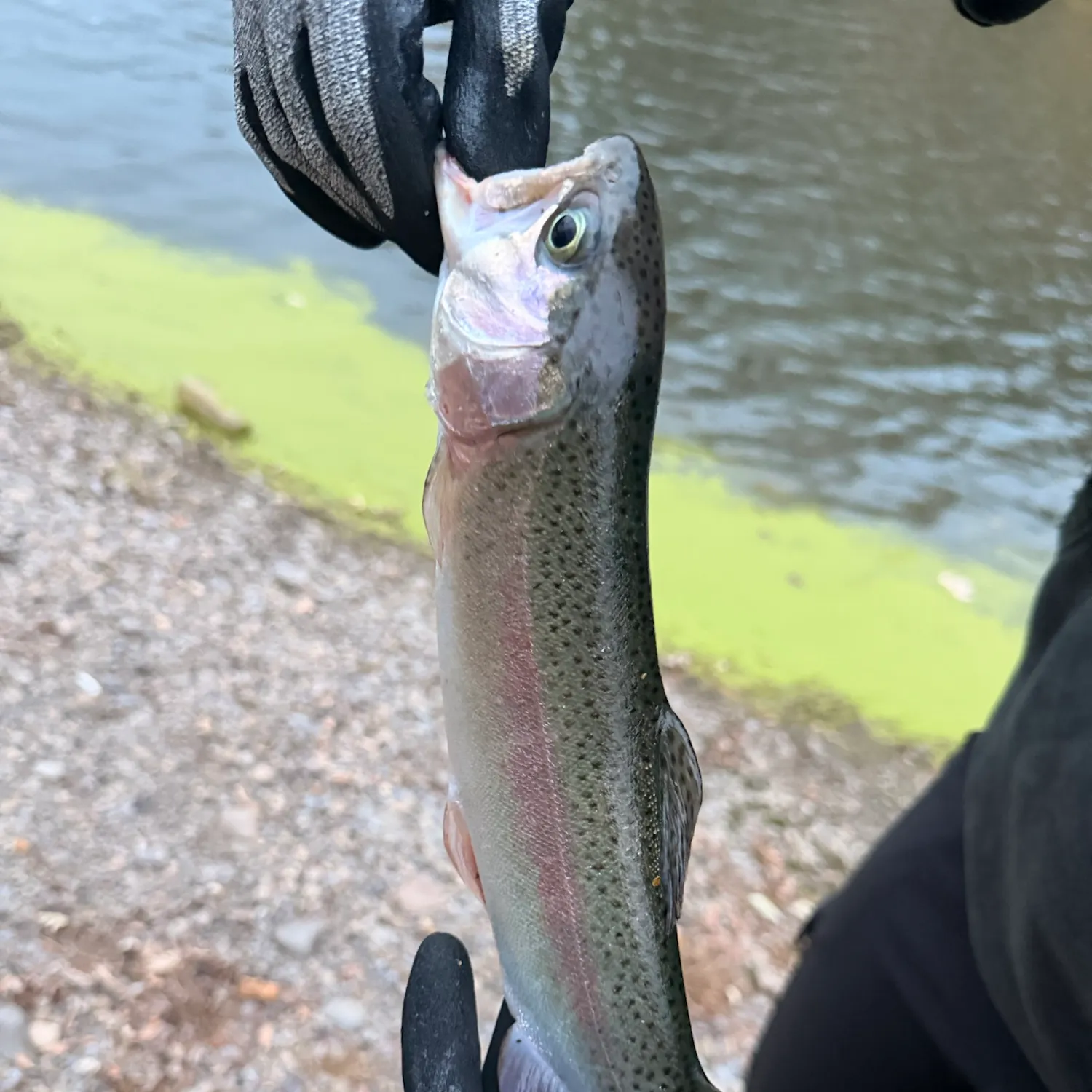 Rainbow trout caught on Fishbrain