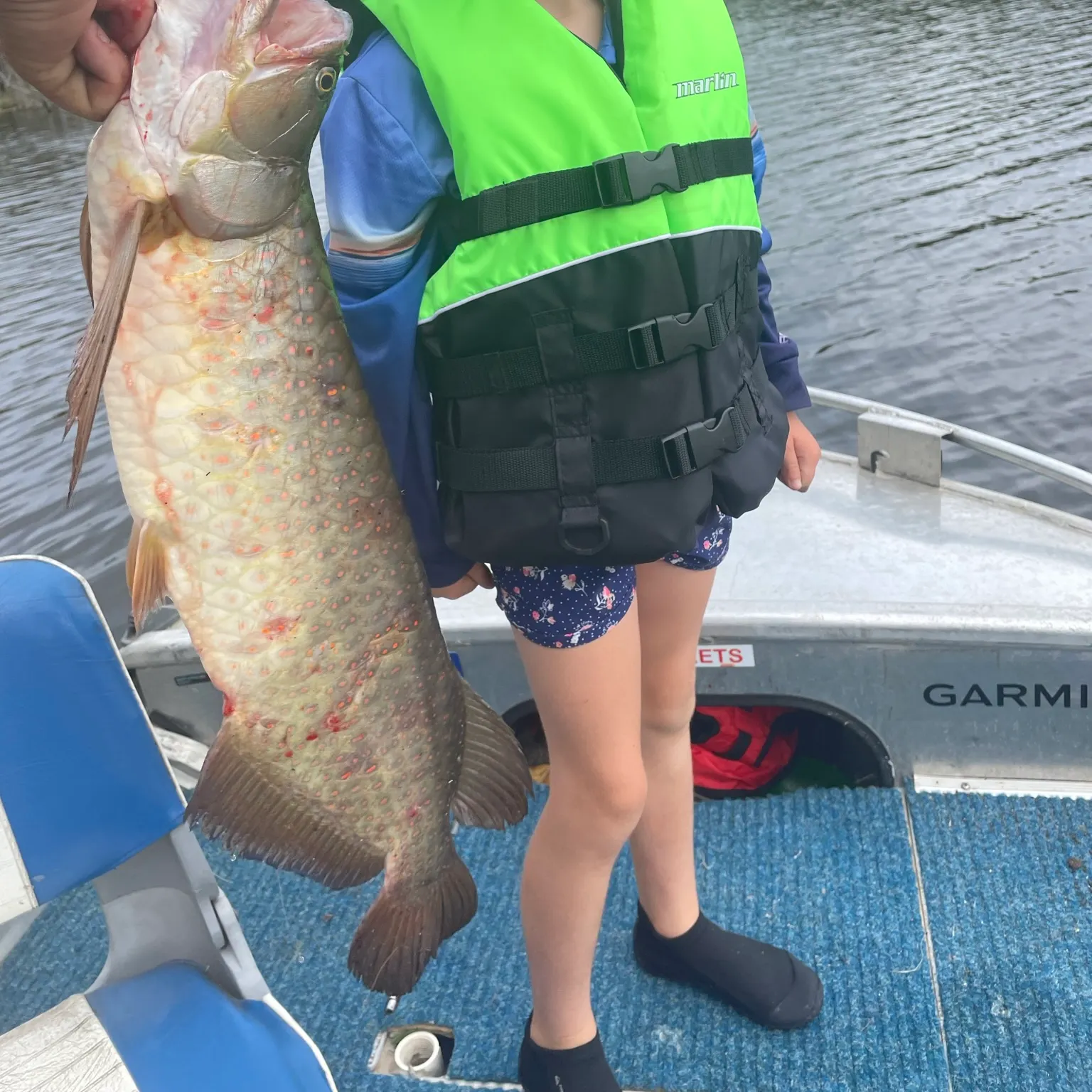 The most recent Spotted bonytongue catches on Fishbrain