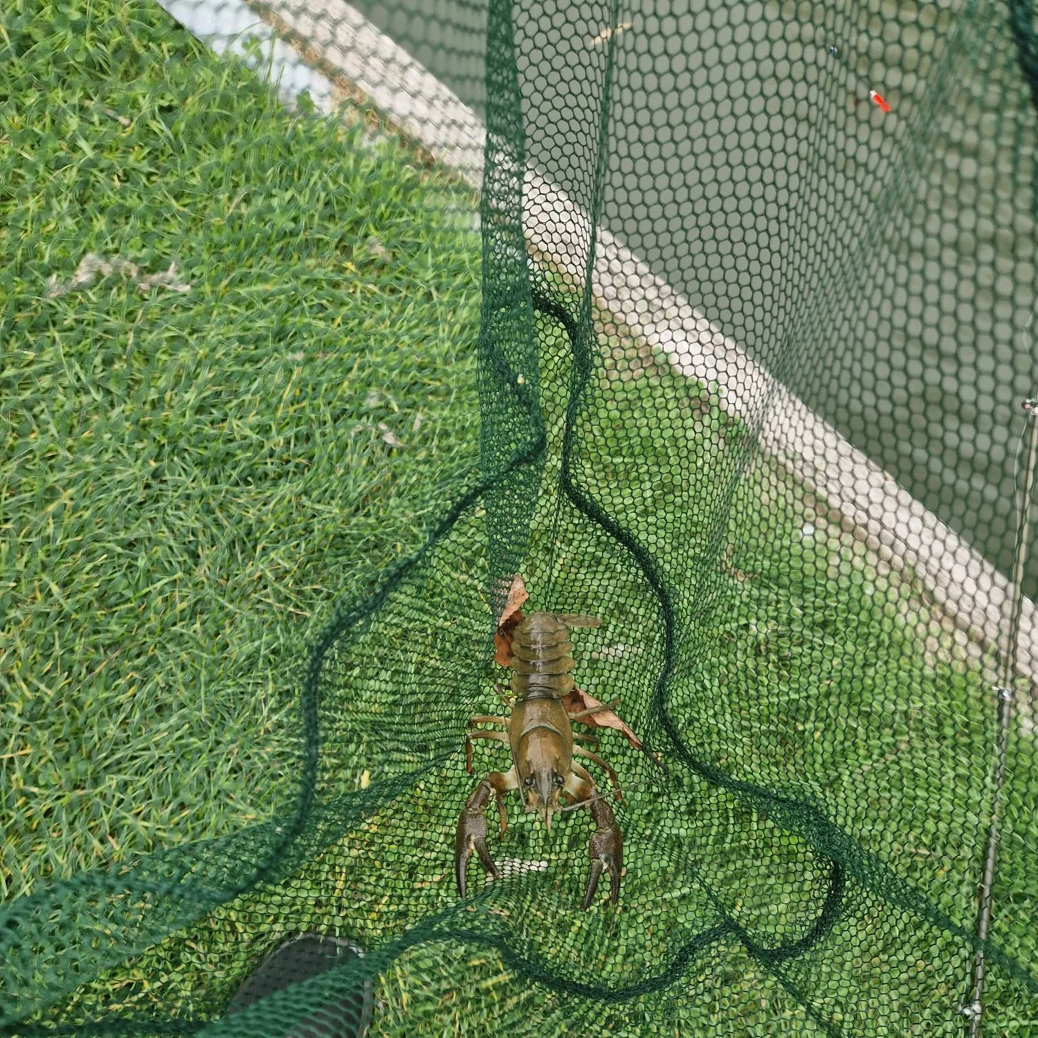 Signal crayfish caught on Fishbrain