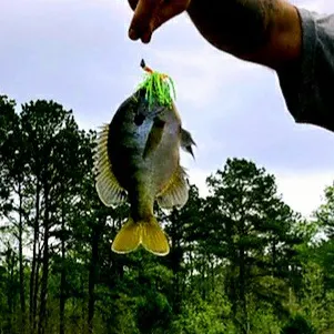 angler catch