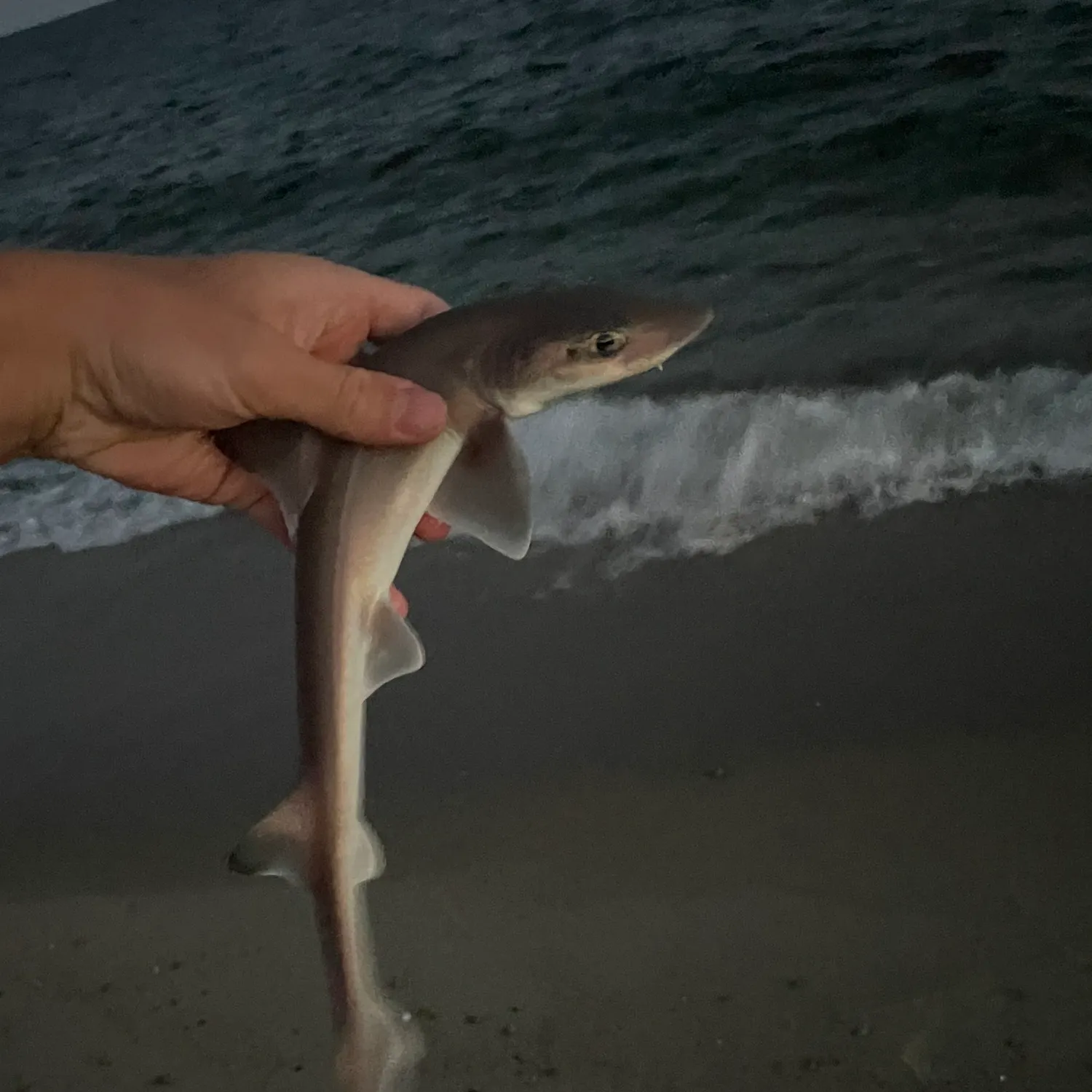 Dusky smooth-hound caught on Fishbrain