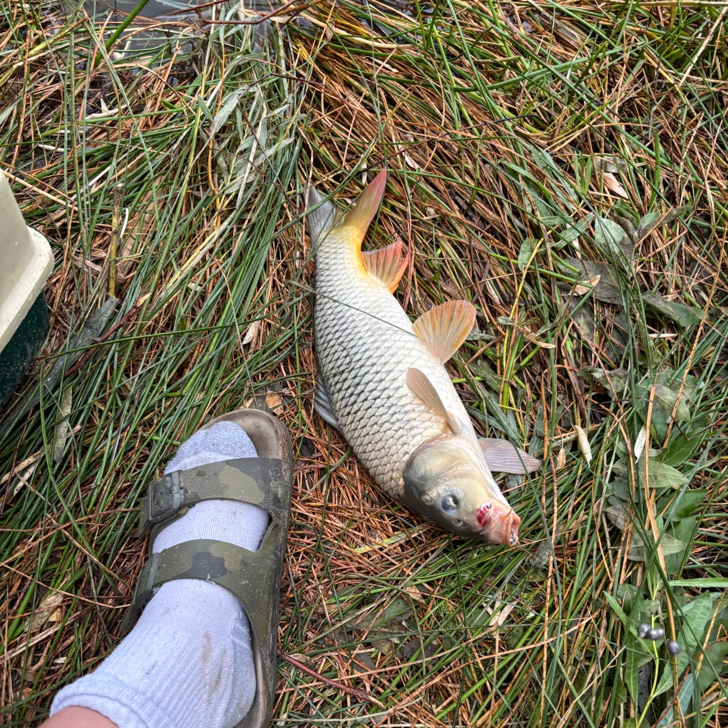 The most recent Common carp catches on Fishbrain