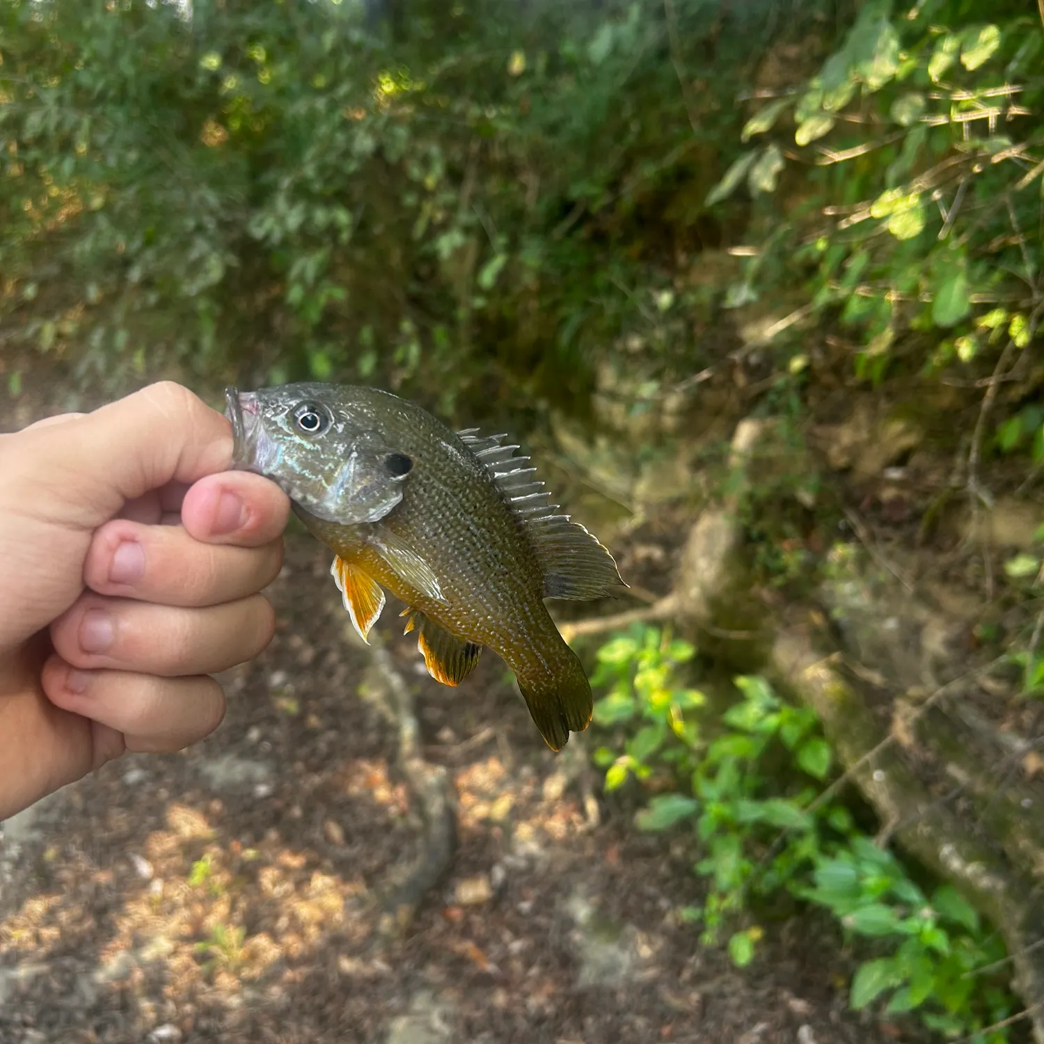 Green sunfish caught on Fishbrain