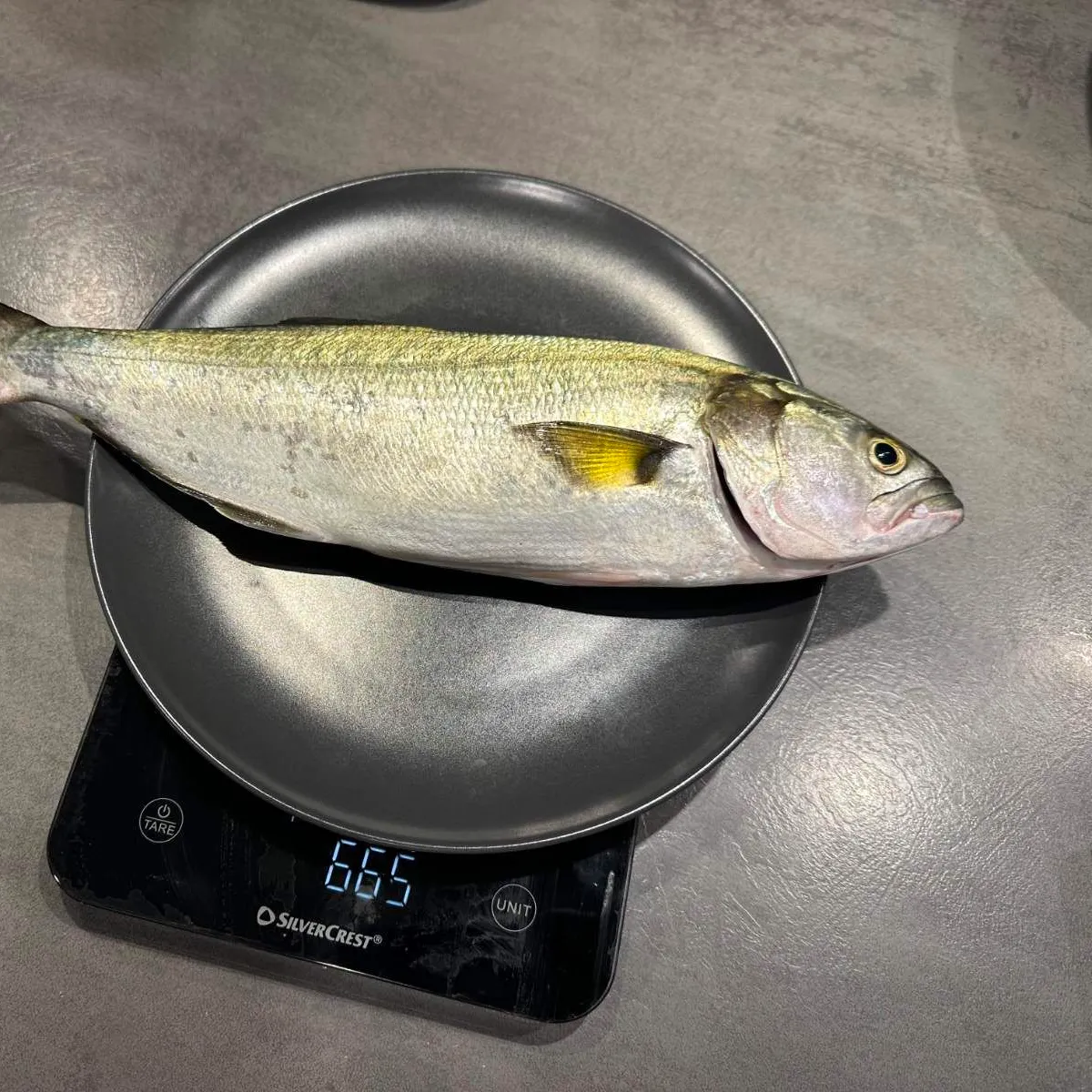 Fish caught on Fishbrain