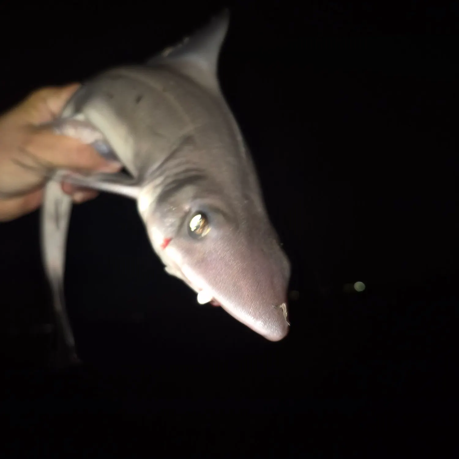Dusky smooth-hound caught on Fishbrain