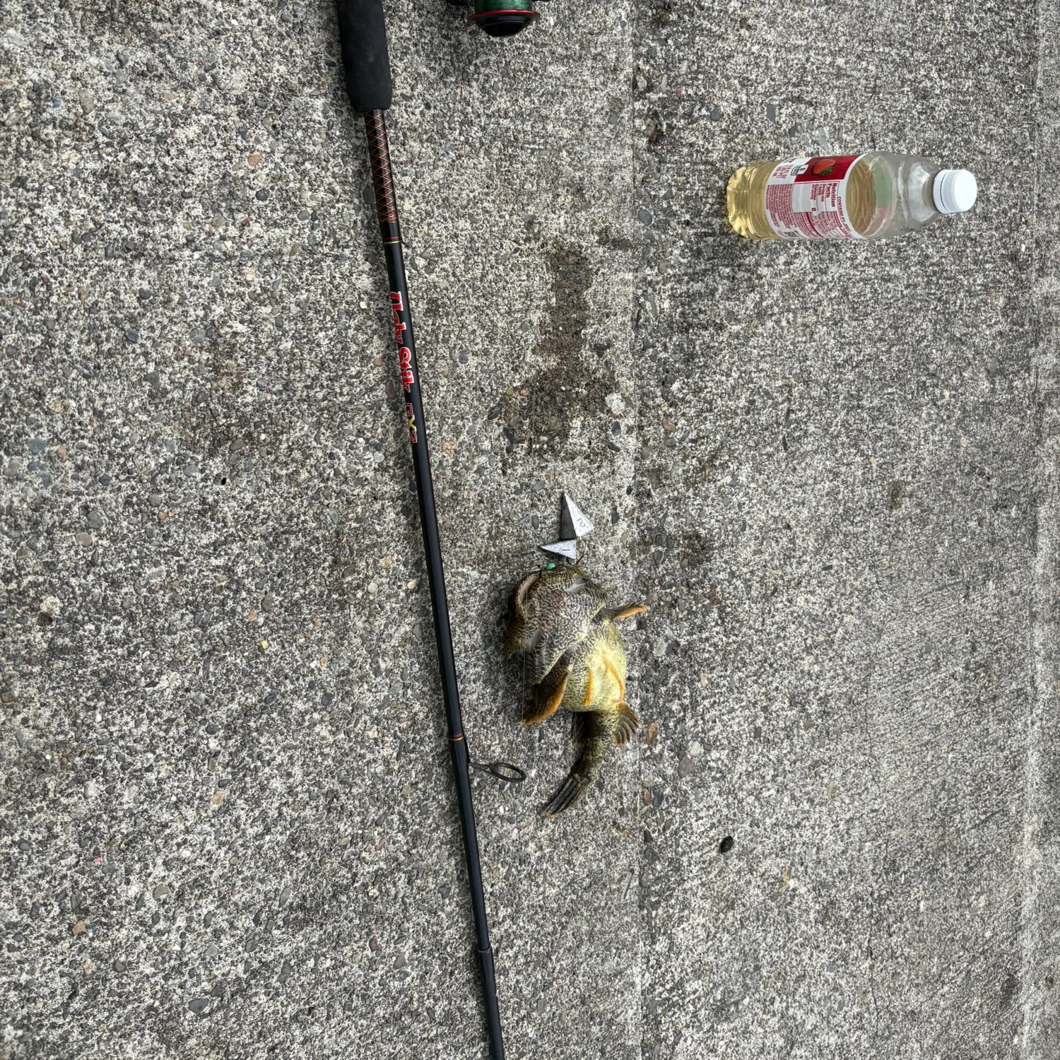The most recent Longspined bullhead catches on Fishbrain
