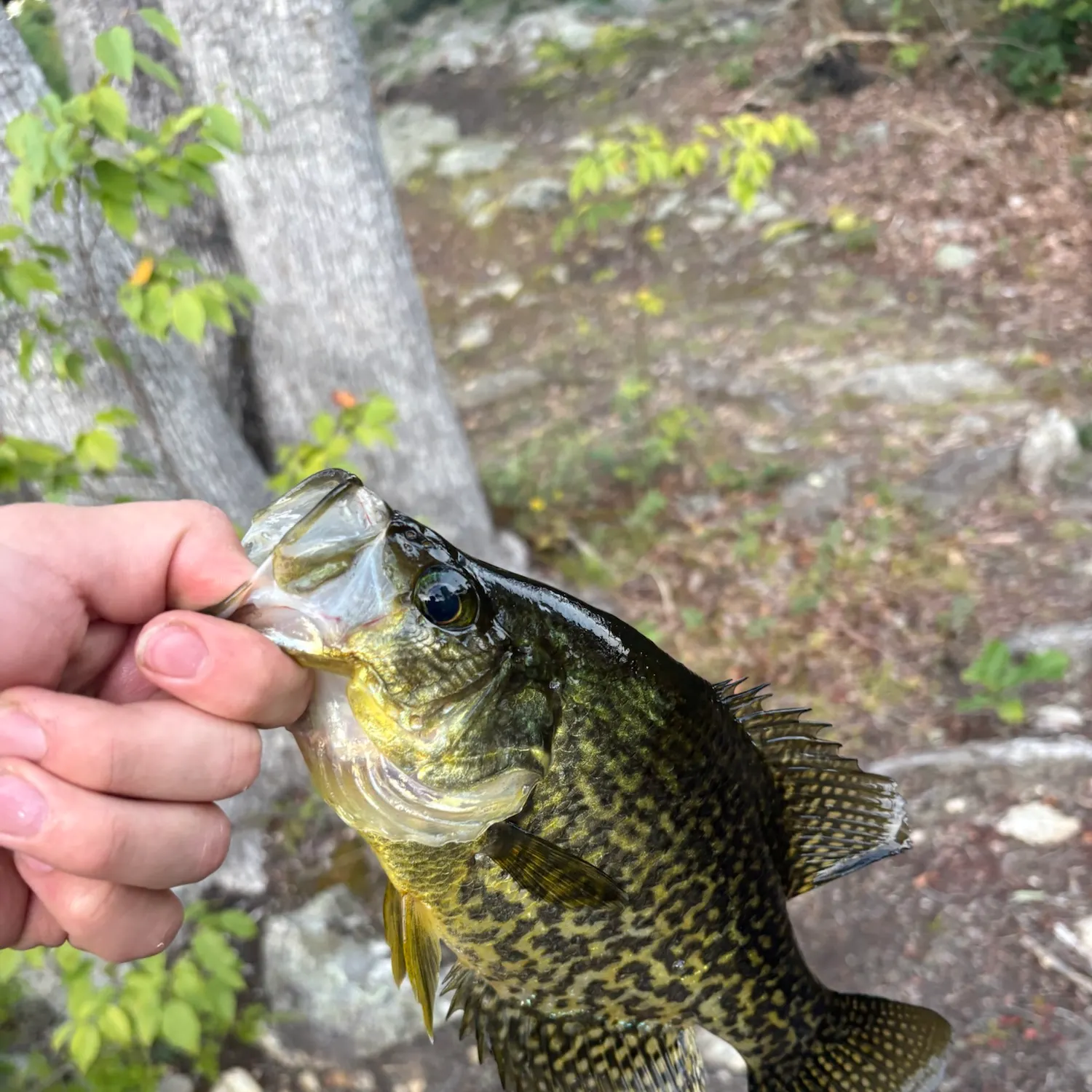 Black crappie caught on Fishbrain