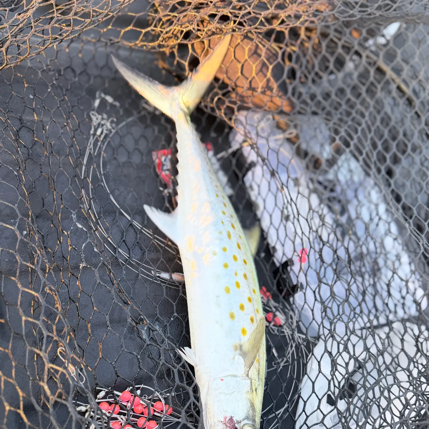 Spanish mackerel caught on Fishbrain