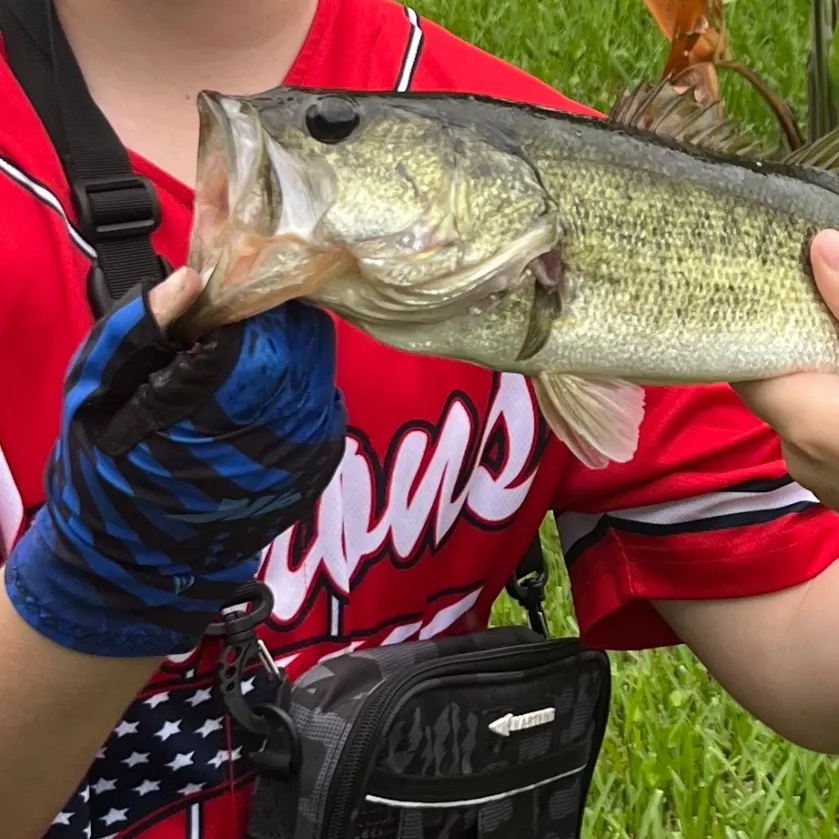 Largemouth bass caught on Fishbrain