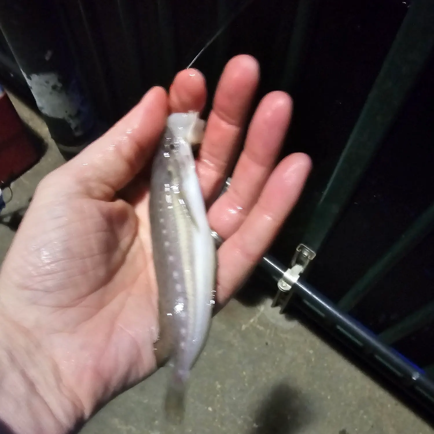 The most recent Spotted hake catches on Fishbrain