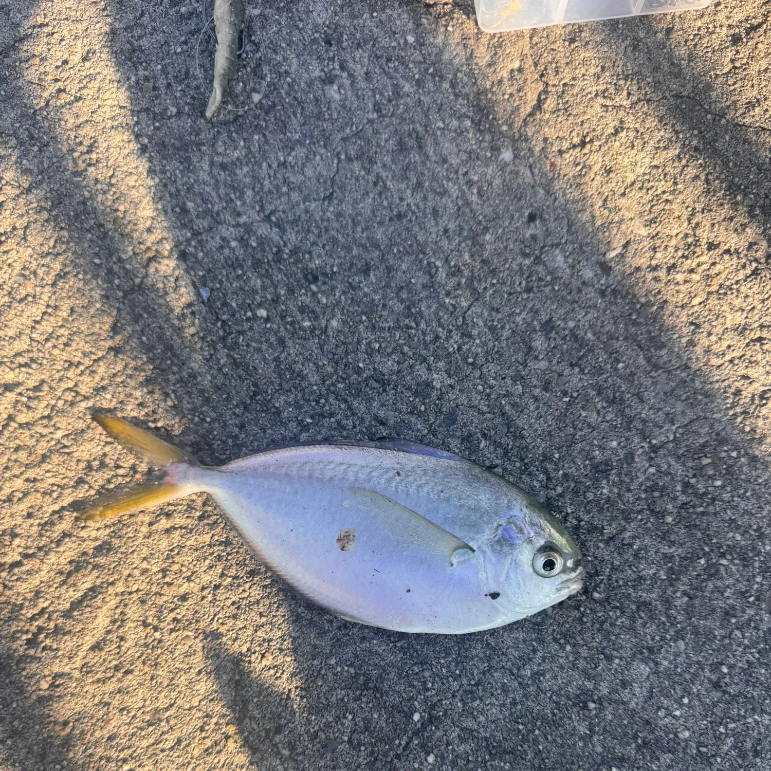 The most recent Pacific pompano catches on Fishbrain