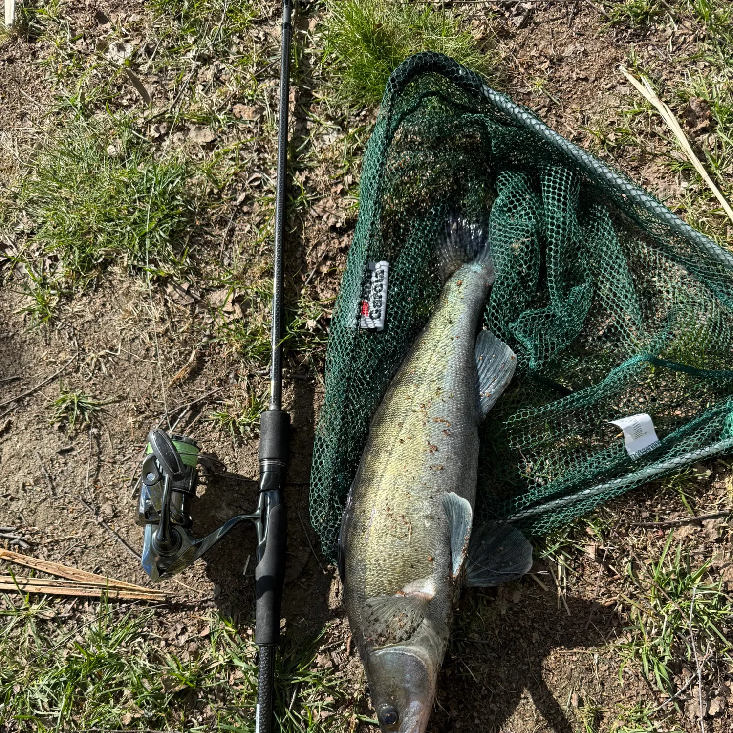 The most recent Zander catches on Fishbrain