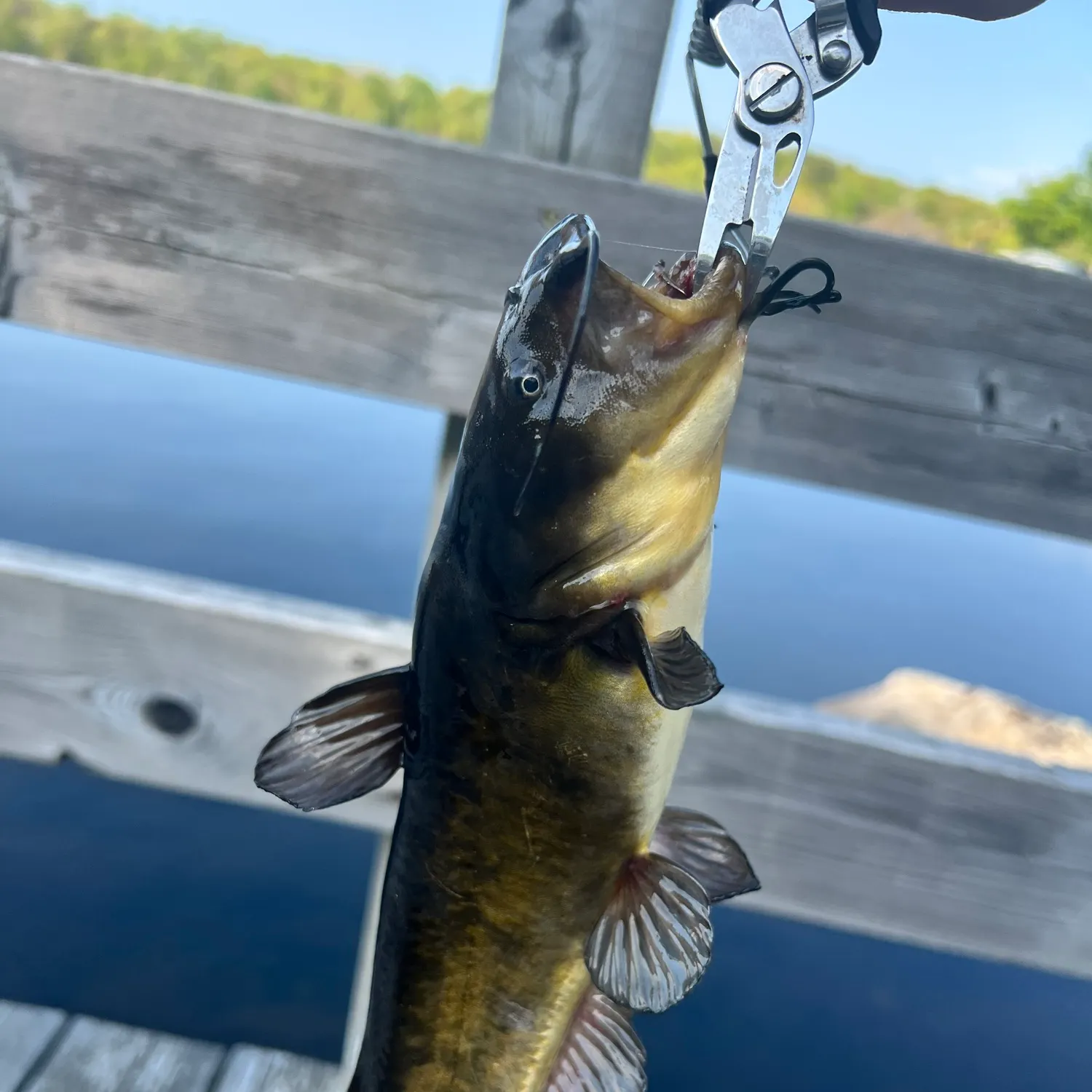 catch