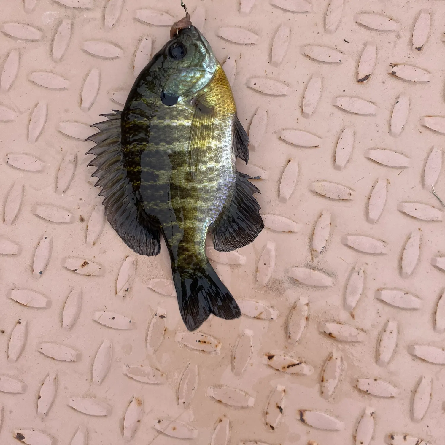 Bluegill caught on Fishbrain