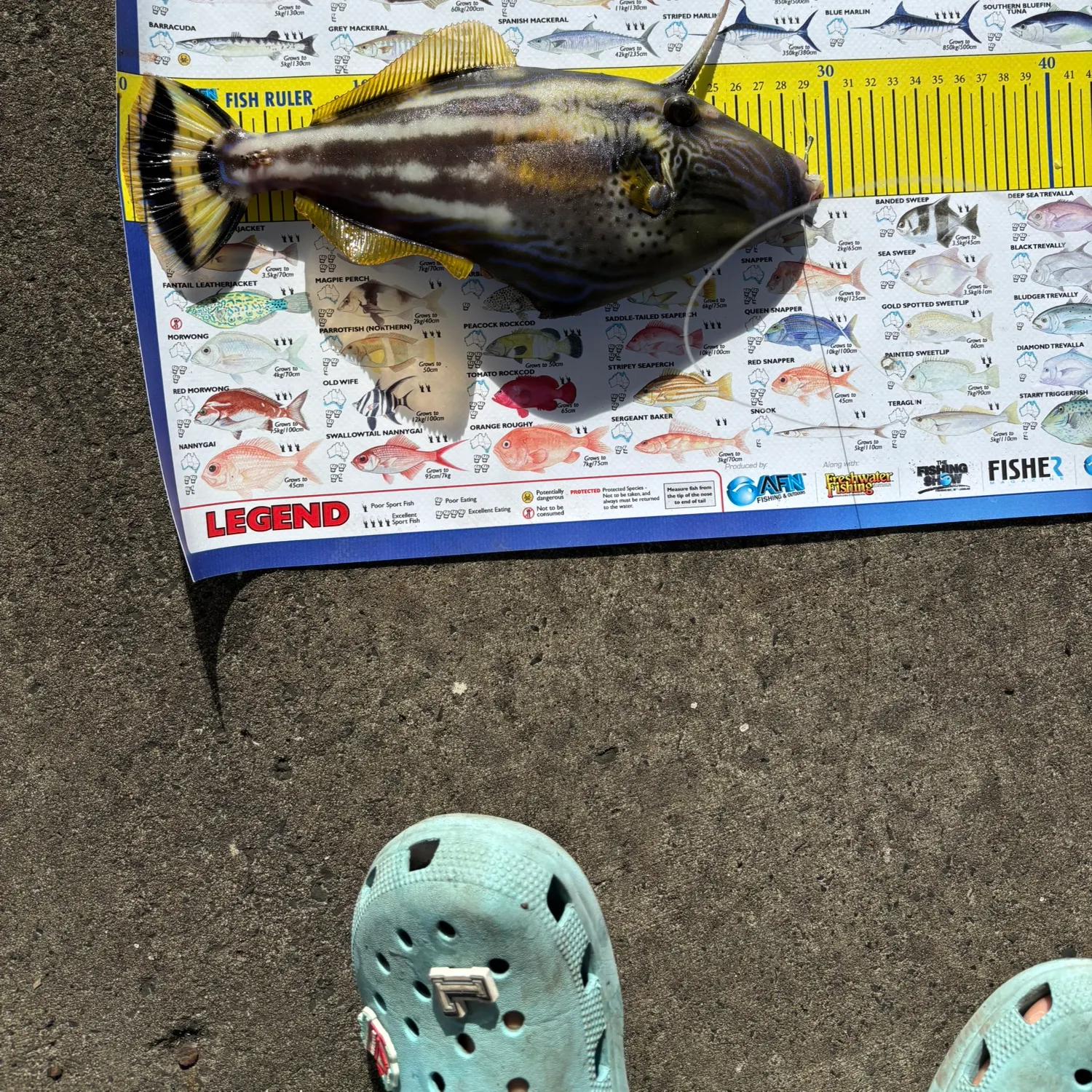 recently logged catches