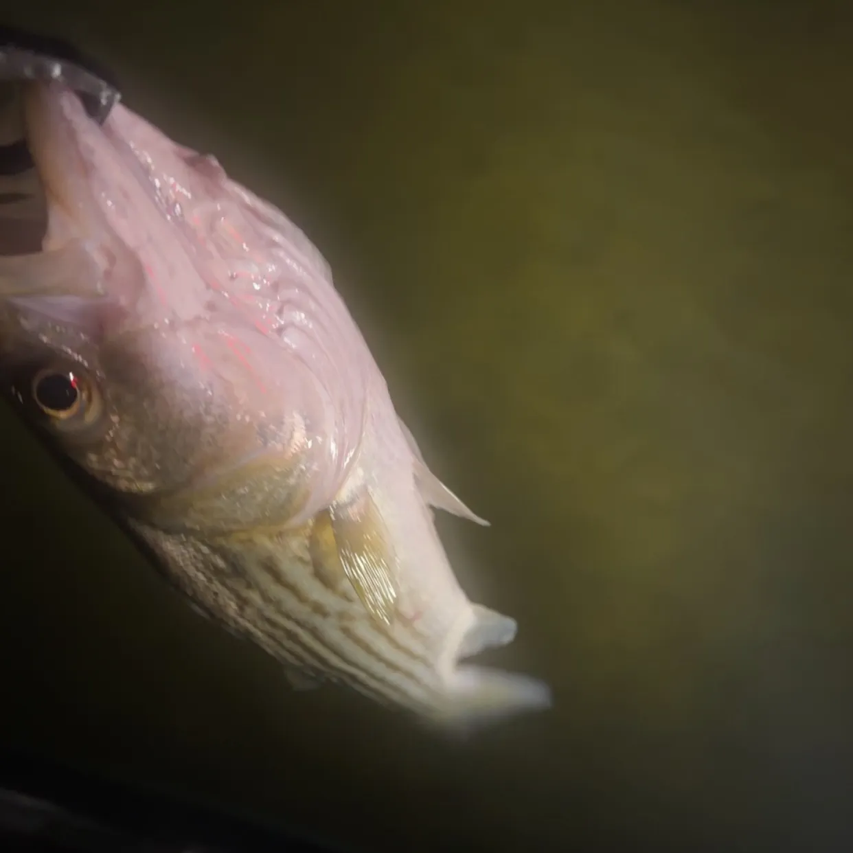 Striped bass caught on Fishbrain