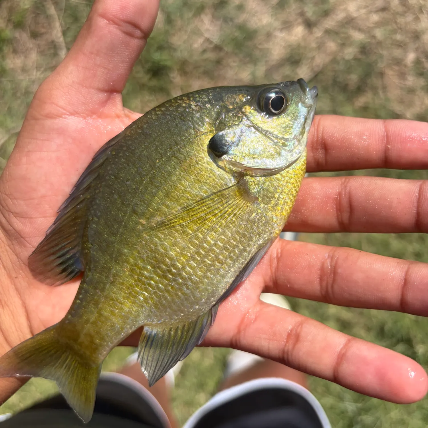 Bluegill caught on Fishbrain