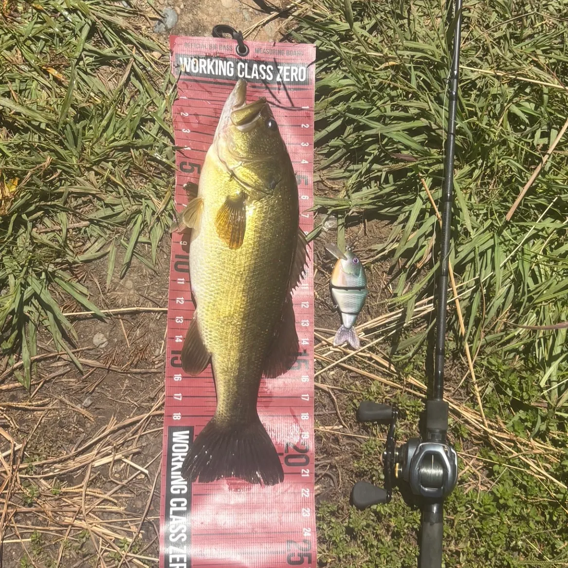 Largemouth bass caught on Fishbrain