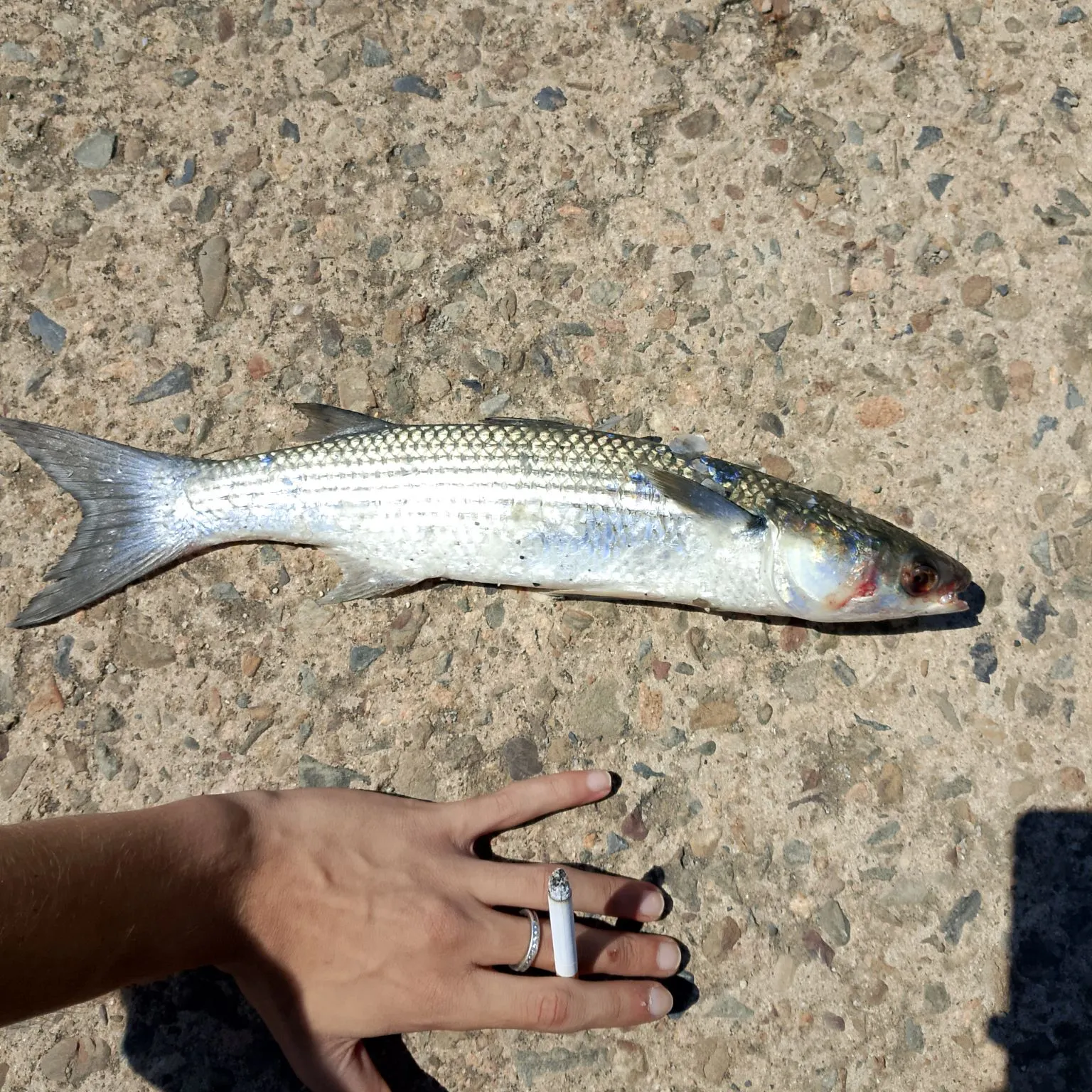 The most recent Thicklip grey mullet catches on Fishbrain