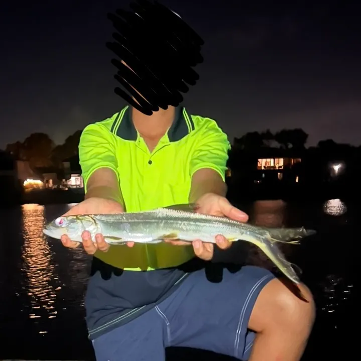 The most recent Hawaiian ladyfish catches on Fishbrain