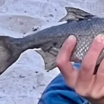 The most recent Hitch catches on Fishbrain