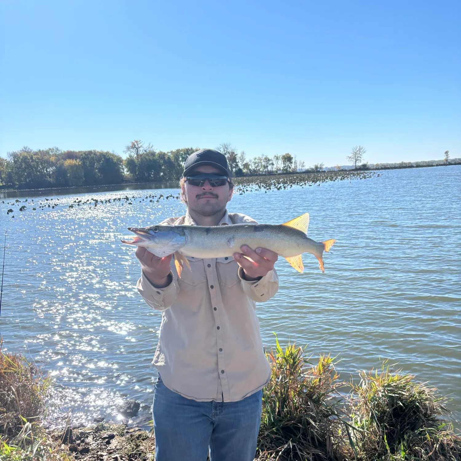 Silver pike caught on Fishbrain