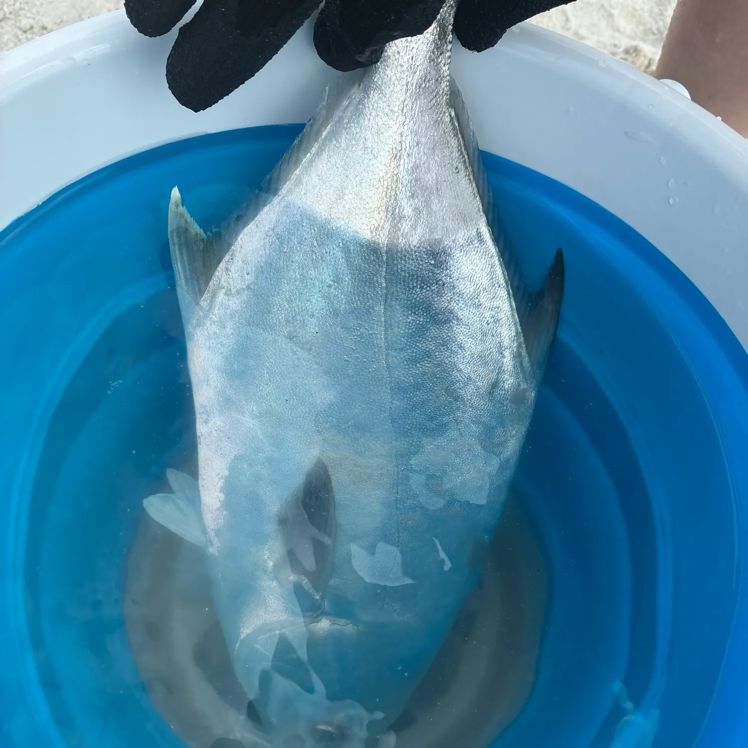 The most recent Guinean pompano catches on Fishbrain