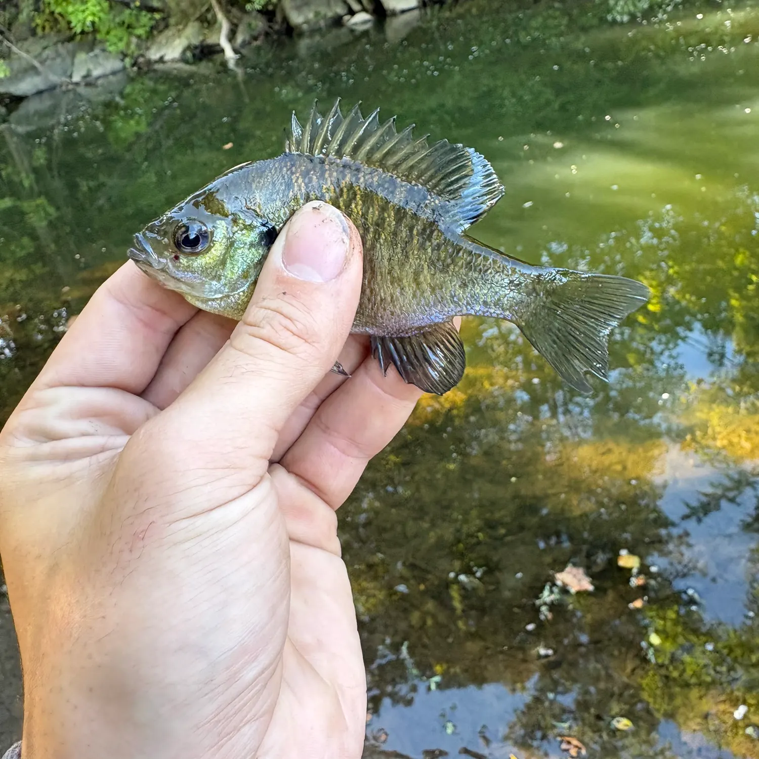 Bluegill caught on Fishbrain