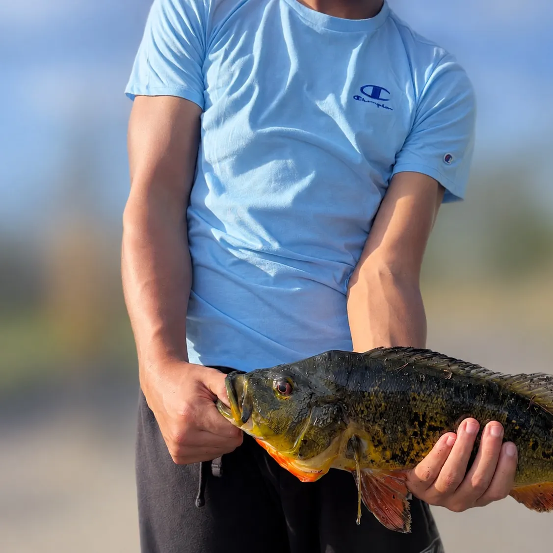 Butterfly peacock bass caught on Fishbrain