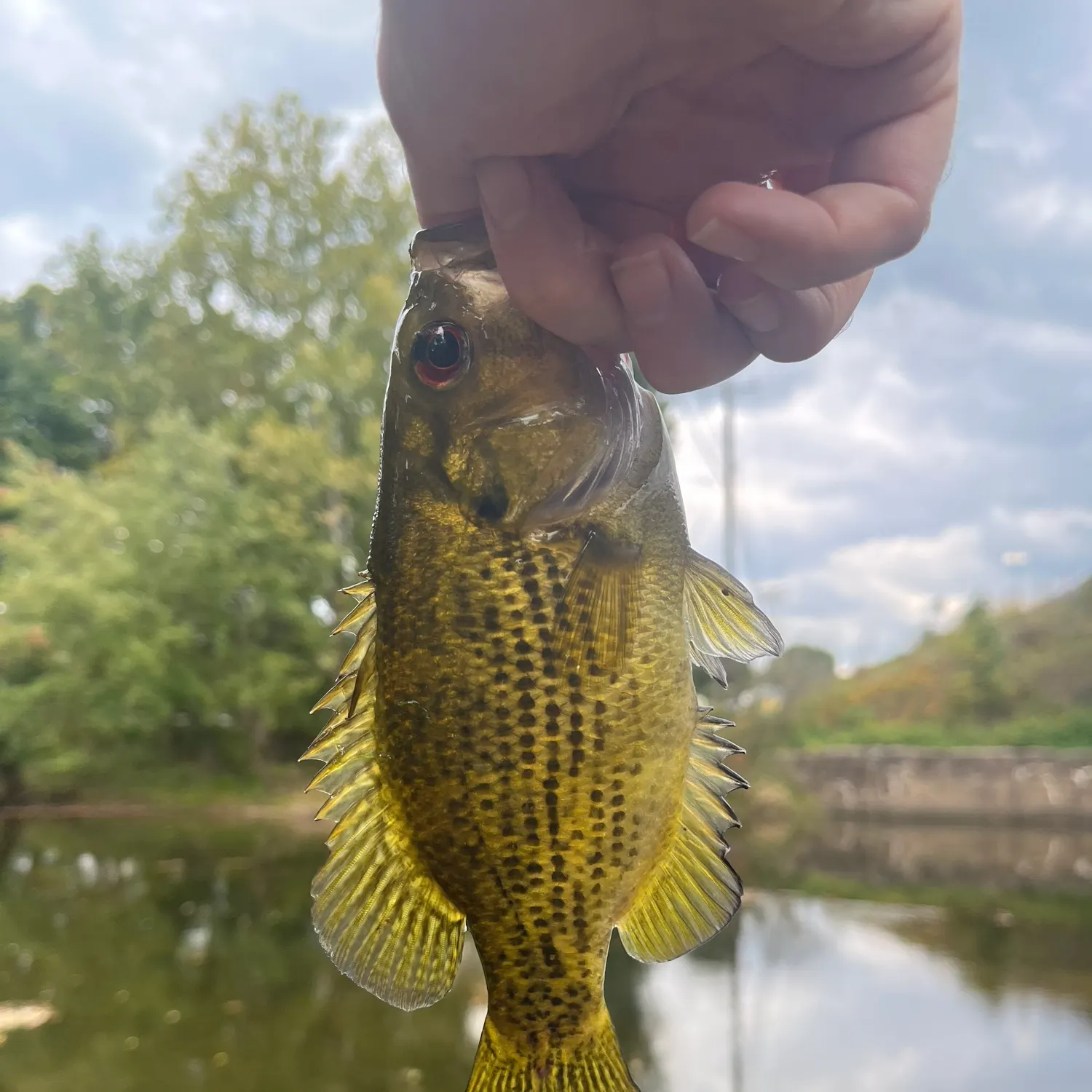 Rock bass caught on Fishbrain