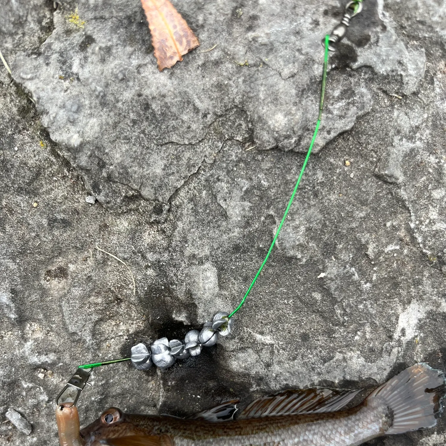 Round goby caught on Fishbrain