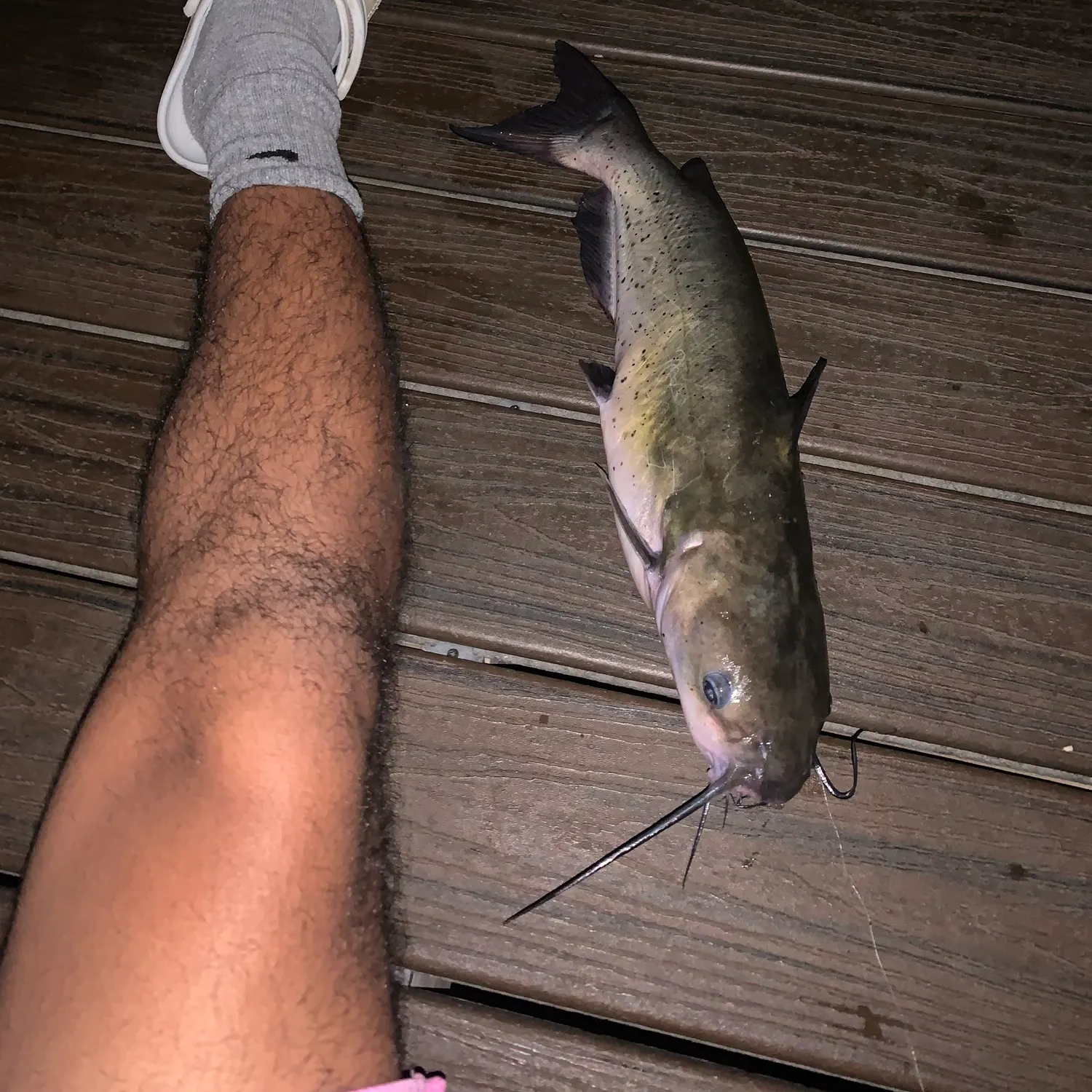 Channel catfish caught on Fishbrain