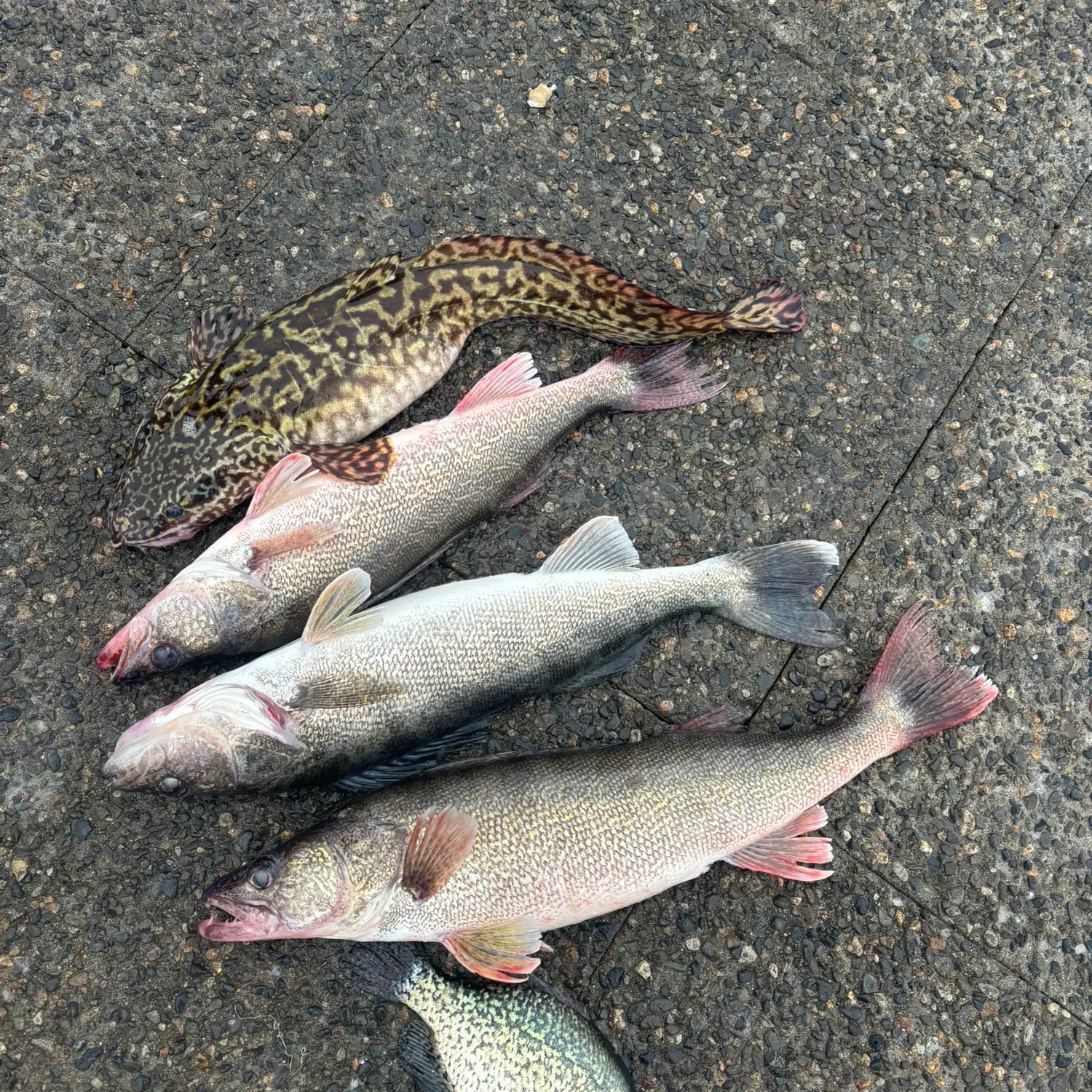 recently logged catches