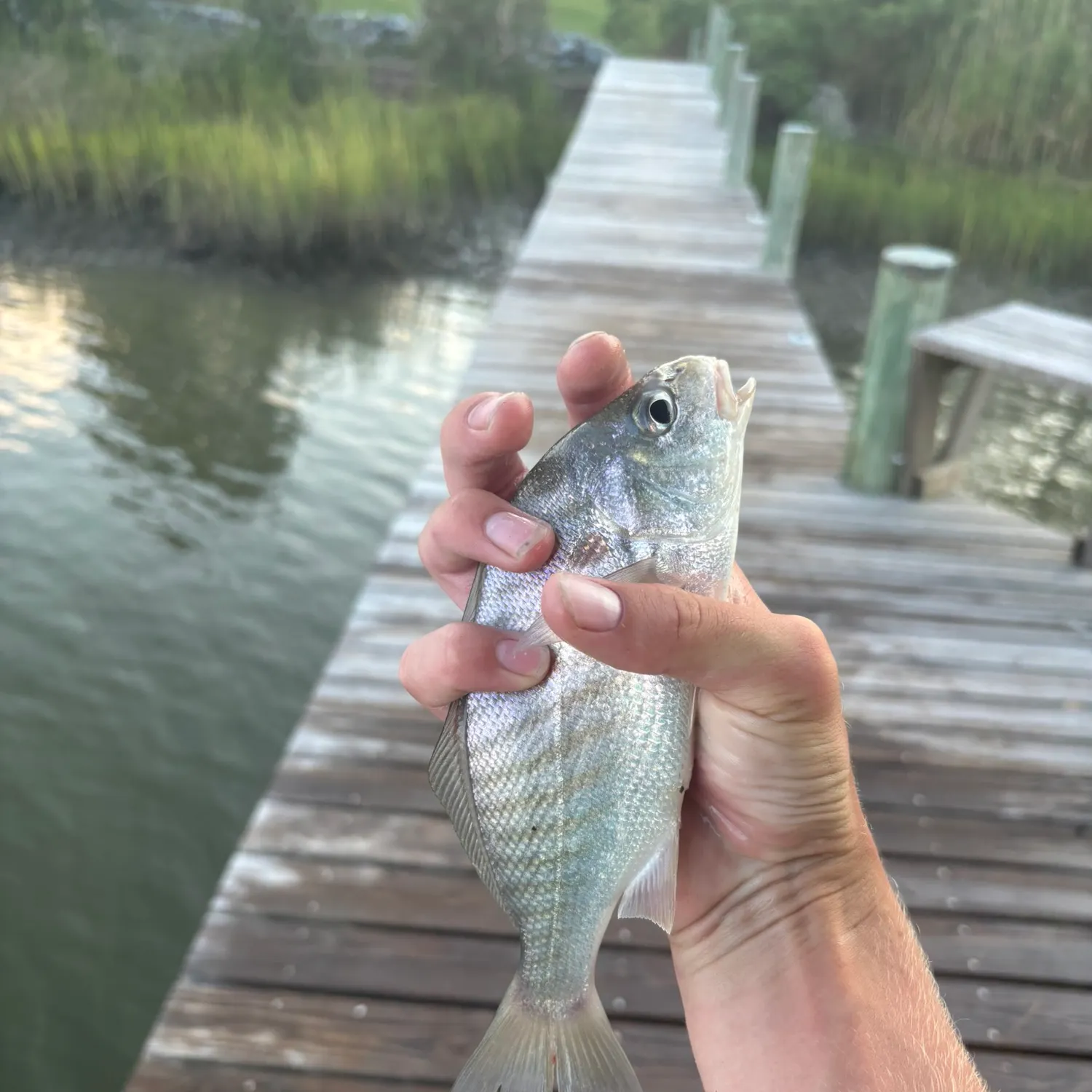 Spot croaker caught on Fishbrain