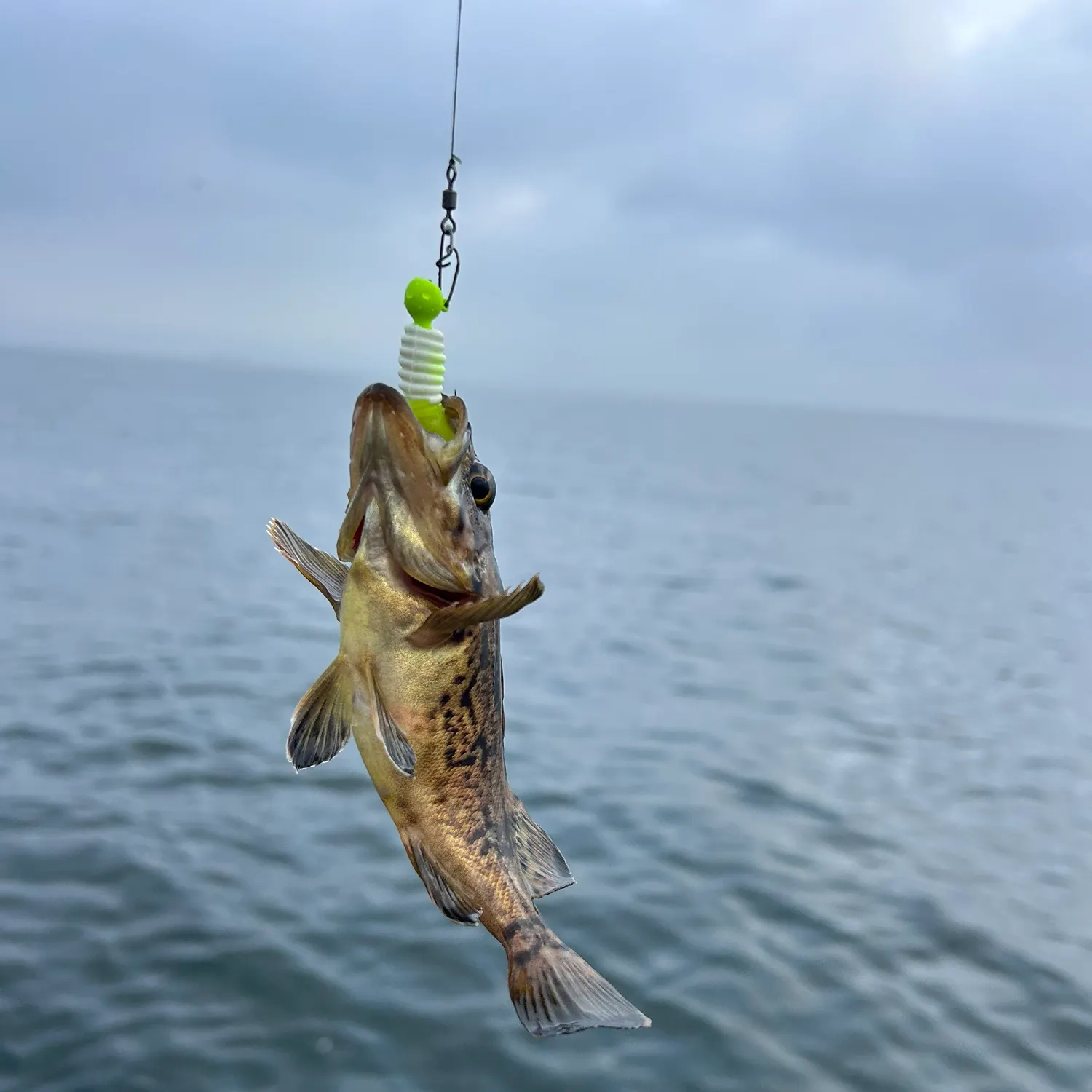 The most recent Black rockfish catches on Fishbrain