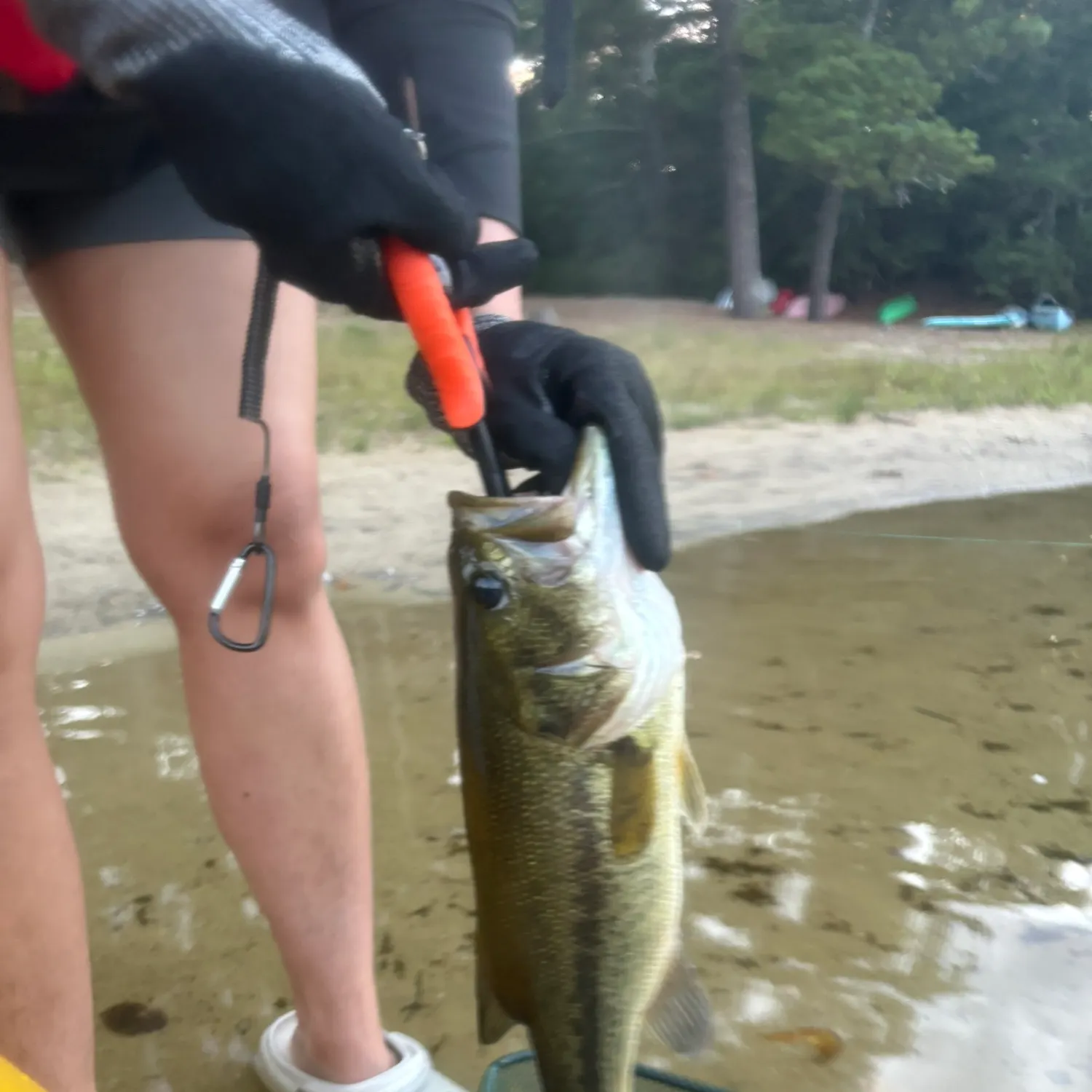 Largemouth bass caught on Fishbrain