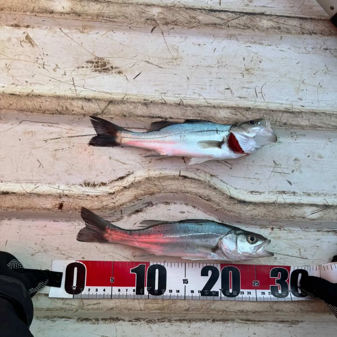 The most recent Japanese seabass catches on Fishbrain