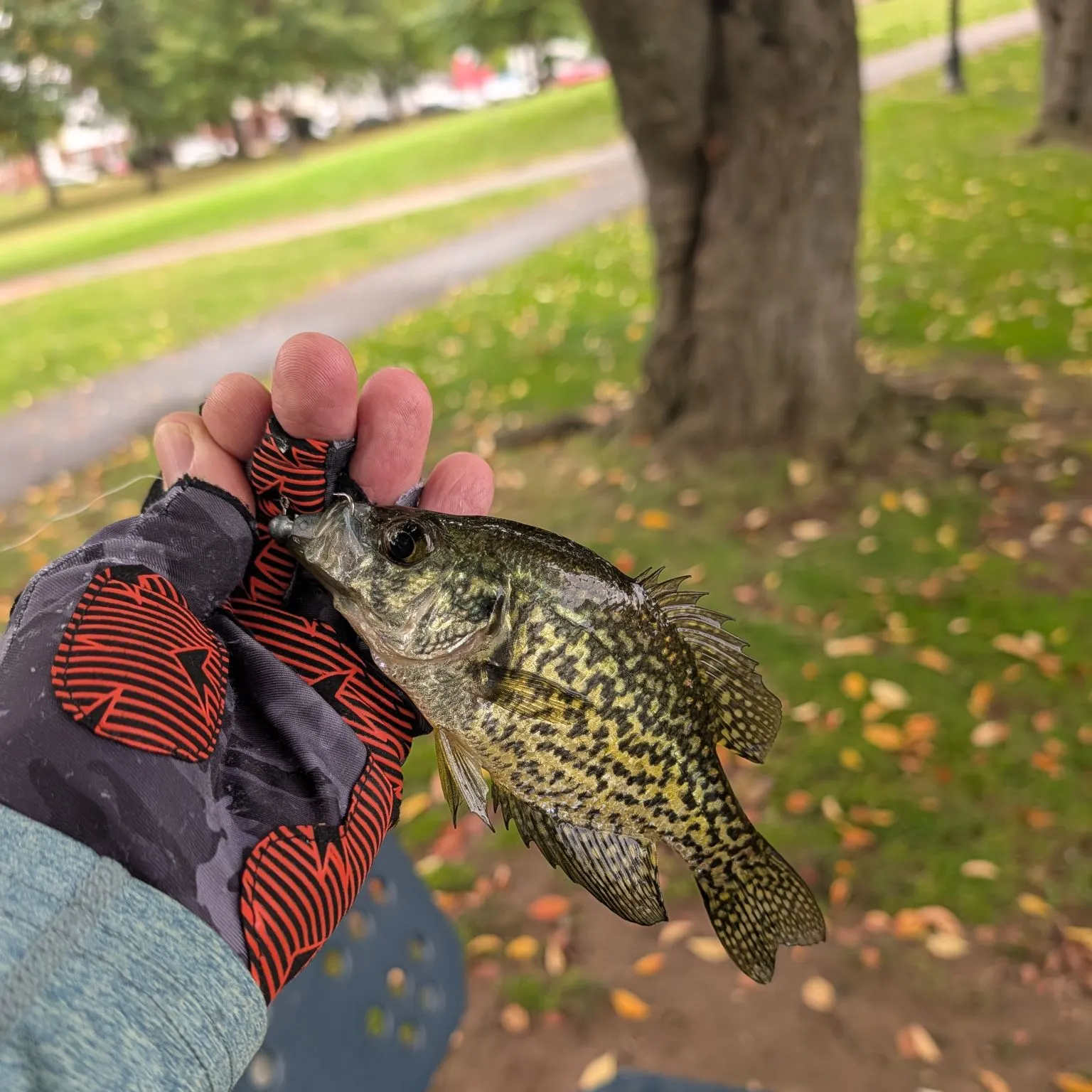 Black crappie caught on Fishbrain